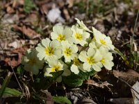 Primula acaulis 68, Stengelloze sleutelbloem, Saxifraga-Simone van Velzen