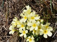 Primula acaulis 69, Stengelloze sleutelbloem, Saxifraga-Simone van Velzen
