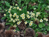 Primula acaulis 73, Stengelloze sleutelbloem, Saxifraga-Harry Jans