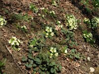 Primula acaulis 9, Stengelloze sleutelbloem, Saxifraga-Marijke Verhagen