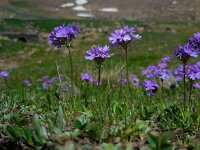 Primula algida 2, Saxifraga-Ed Stikvoort