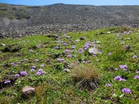 Primula algida 5, Saxifraga-Ed Stikvoort
