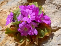 Primula allionii 10, Saxifraga-Harry Jans