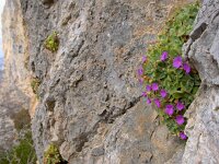 Primula allionii 16, Saxifraga-Harry Jans
