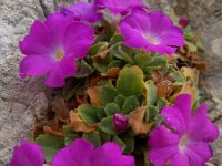 Primula allionii 18, Saxifraga-Harry Jans
