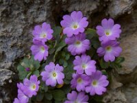 Primula allionii 19, Saxifraga-Harry Jans