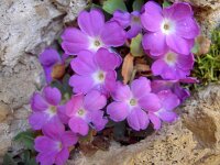 Primula allionii 3, Saxifraga-Harry Jans