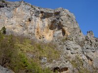 Primula allionii 30, Saxifraga-Harry Jans  habitat Primula allionii