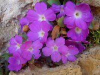 Primula allionii 5, Saxifraga-Harry Jans
