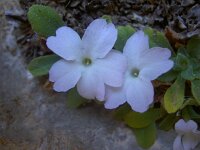 Primula allionii 6, Saxifraga-Harry Jans