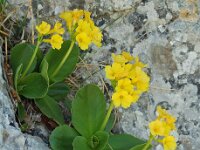 Primula auricula 10, Saxifraga-Willem van Kruijsbergen