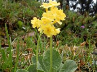 Primula auricula 14, Saxifraga-Ed Stikvoort