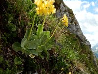 Primula auricula 21, Saxifraga-Ed Stikvoort