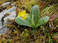 Primula auricula 32, Saxifraga-Rutger Barendse