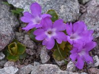 Primula daonensis 4, Saxifraga-Harry Jans