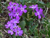 Primula daonensis 5, Saxifraga-Harry Jans