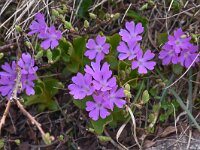 Primula daonensis 6, Saxifraga-Harry Jans