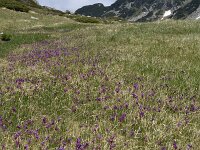Primula deorum 2, Saxifraga-Harry Jans  habitat Primula deorum : Habitat