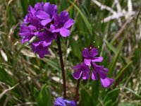 Primula deorum 6, Saxifraga-Harry Jans  Primula deorum