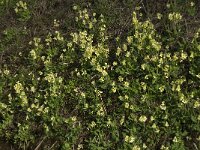 Primula elatior 105, Slanke sleutelbloem, Saxifraga-Willem van Kruijsbergen