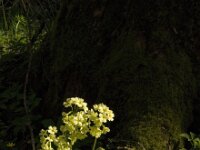 Primula elatior 106, Slanke sleutelbloem, Saxifraga-Jan van der Straaten