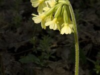 Primula elatior 107, Slanke sleutelbloem, Saxifraga-Jan van der Straaten