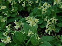 Primula elatior 11, Slanke sleutelbloem, Saxifraga-Willem van Kruijsbergen
