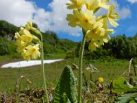 Primula elatior 127, Slanke sleutelbloem, Saxifraga-Ed Stikvoort
