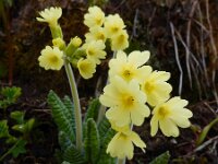 Primula elatior 128, Slanke sleutelbloem, Saxifraga-Ed Stikvoort