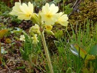 Primula elatior 130, Slanke sleutelbloem, Saxifraga-Ed Stikvoort