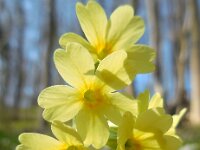 Primula elatior 134, Slanke sleutelbloem, Saxifraga-Ed Stikvoort