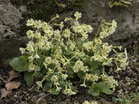 Primula elatior 142, Slanke sleutelbloem, Saxifraga-Willem van Kruijsbergen