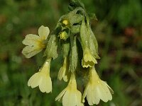 Primula elatior 22, Slanke sleutelbloem, Saxifraga-Jan van der Straaten