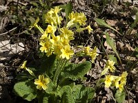 Primula elatior 25, Slanke sleutelbloem, Saxifraga-Jan van der Straaten