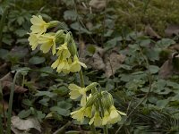 Primula elatior 26, Slanke sleutelbloem, Saxifraga-Willem van Kruijsbergen