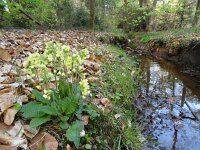 Primula elatior 37, Slanke sleutelbloem, Saxifraga-Mark Zekhuis