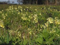 Primula elatior 4, Slanke sleutelbloem, Saxifraga-Jan van der Straaten