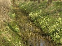 Primula elatior 49, Slanke sleutelbloem, Saxifraga-Jan van der Straaten