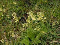 Primula elatior 5, Slanke sleutelbloem, Saxifraga-Jan van der Straaten