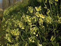 Primula elatior 50, Slanke sleutelbloem, Saxifraga-Jan van der Straaten