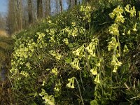 Primula elatior 52, Slanke sleutelbloem, Saxifraga-Jan van der Straaten