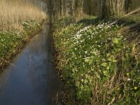 Primula elatior 55, Slanke sleutelbloem, Saxifraga-Jan van der Straaten