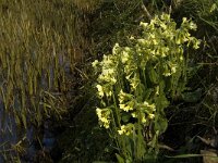 Primula elatior 58, Slanke sleutelbloem, Saxifraga-Jan van der Straaten