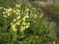 Primula elatior 66, Slanke sleutelbloem, Saxifraga-Jan van der Straaten
