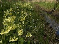 Primula elatior 67, Slanke sleutelbloem, Saxifraga-Jan van der Straaten