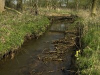 Primula elatior 71, Slanke sleutelbloem, Saxifraga-Willem van Kruijsbergen