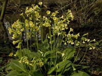 Primula elatior 76, Slanke sleutelbloem, Saxifraga-Jan van der Straaten