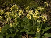 Primula elatior 81, Slanke sleutelbloem, Saxifraga-Jan van der Straaten