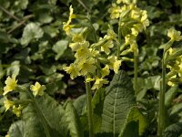 Primula elatior 9, Slanke sleutelbloem, Saxifraga-Jan van der Straaten