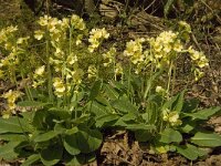 Primula elatior 91, Slanke sleutelbloem, Saxifraga-Jan van der Straaten
